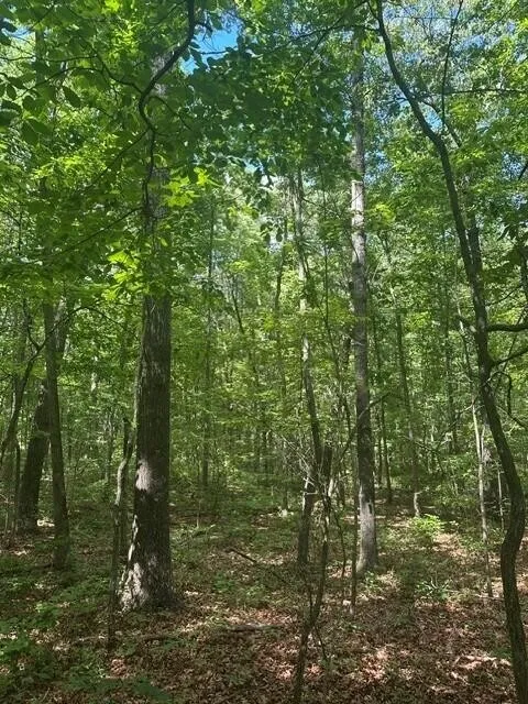 43 Bluffs Woods Altamont, TN 37301