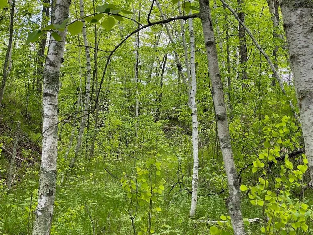 Lot 8 Hustvet Minong, WI 54888