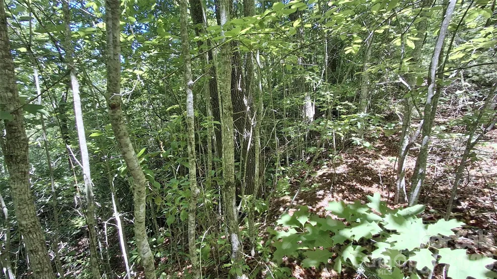 272 Kako Ridge #64 Sylva, NC 28779