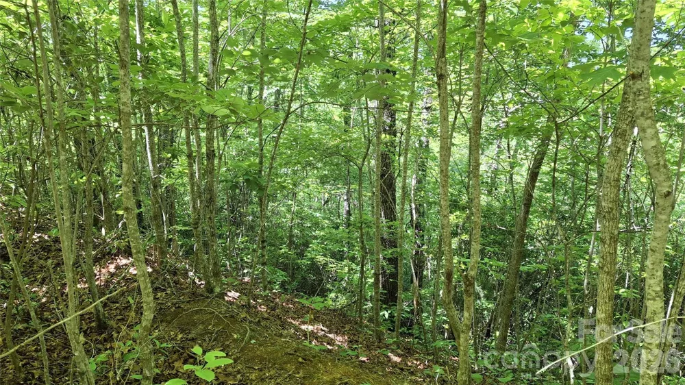 272 Kako Ridge #64 Sylva, NC 28779