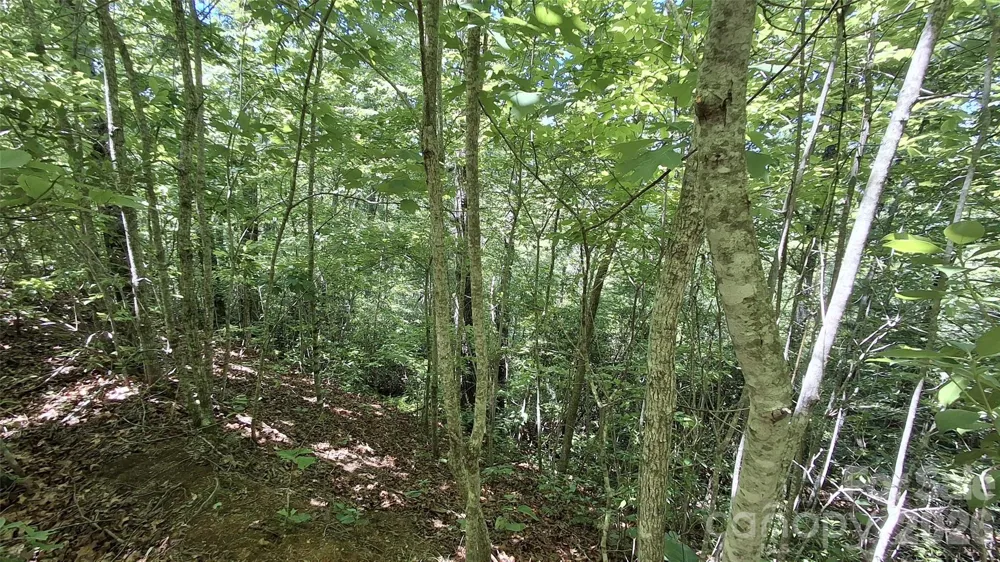 272 Kako Ridge #64 Sylva, NC 28779