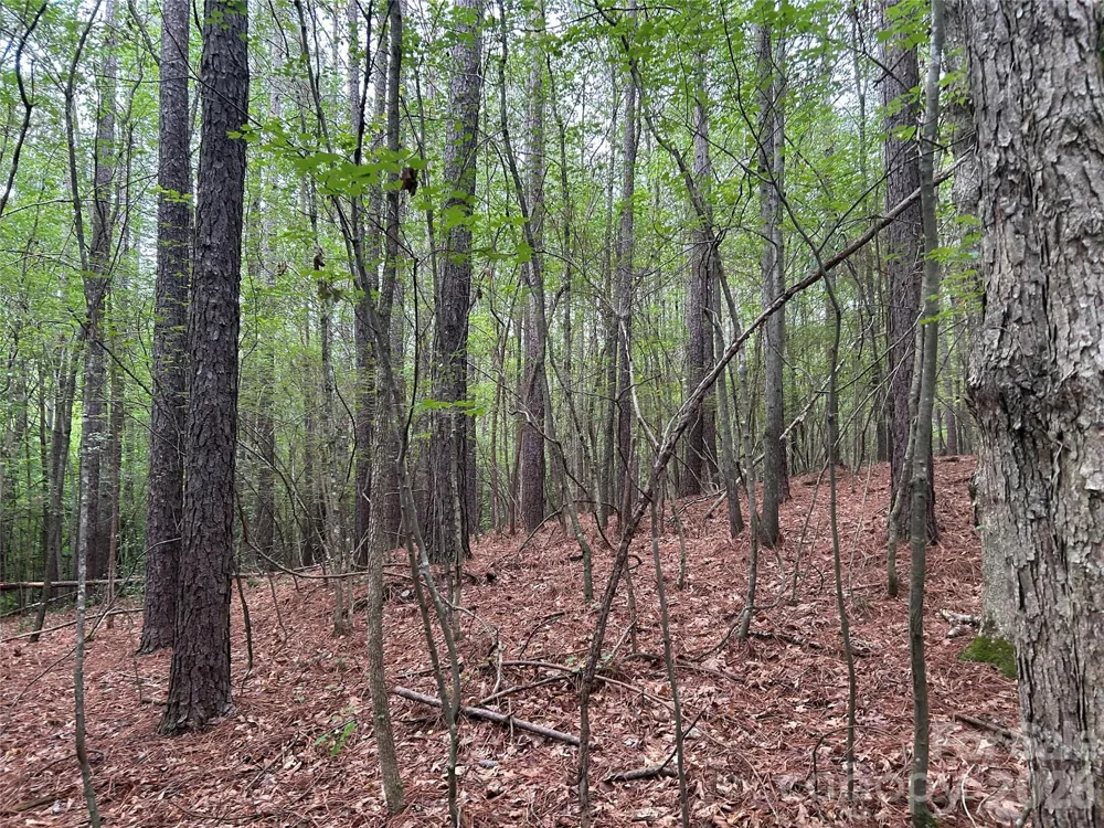 3909 Wightman Church Road Polkton, NC 28135