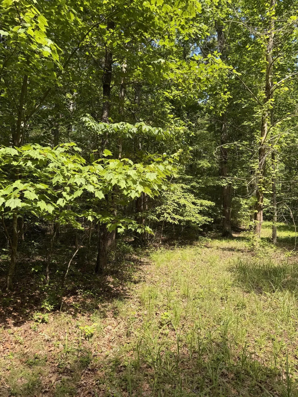 43 Bluffs Woods Altamont, TN 37301