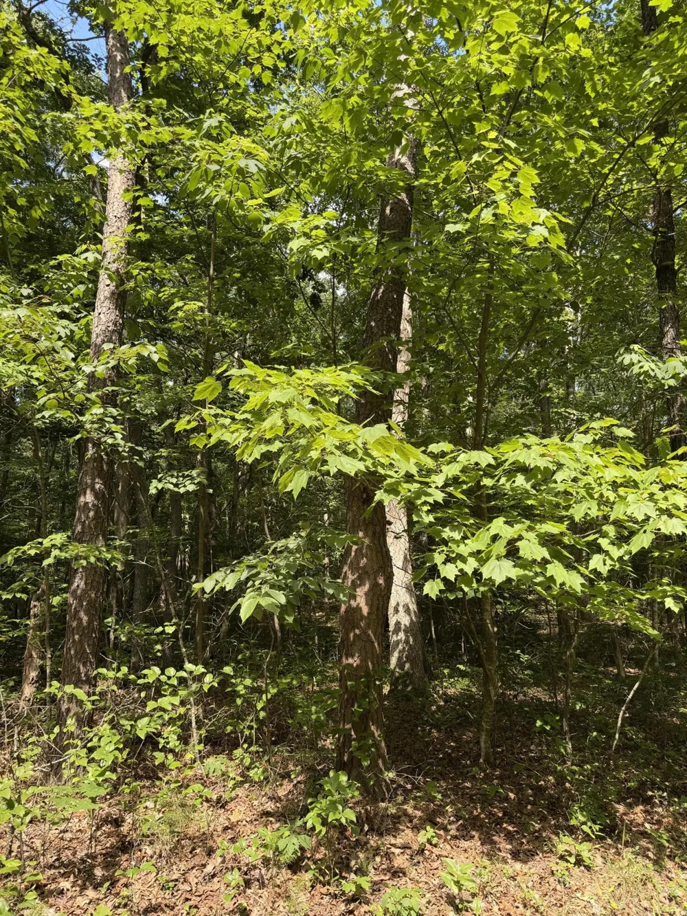 43 Bluffs Woods Altamont, TN 37301