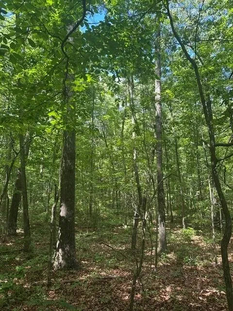 43 Bluffs Woods Altamont, TN 37301