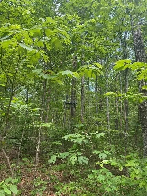 43 Bluffs Woods Altamont, TN 37301