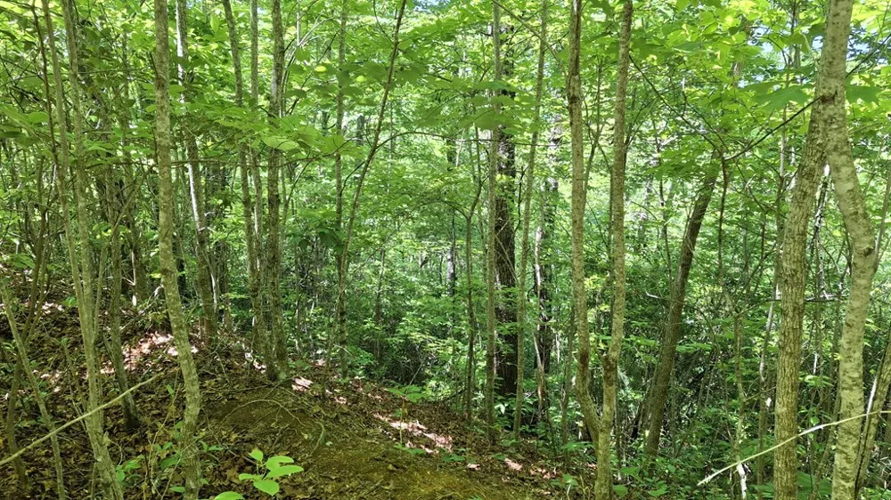 Kako Ridge Sylva, NC 28779