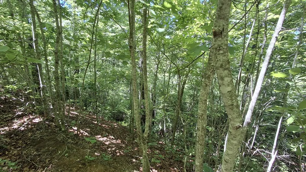 Kako Ridge Sylva, NC 28779