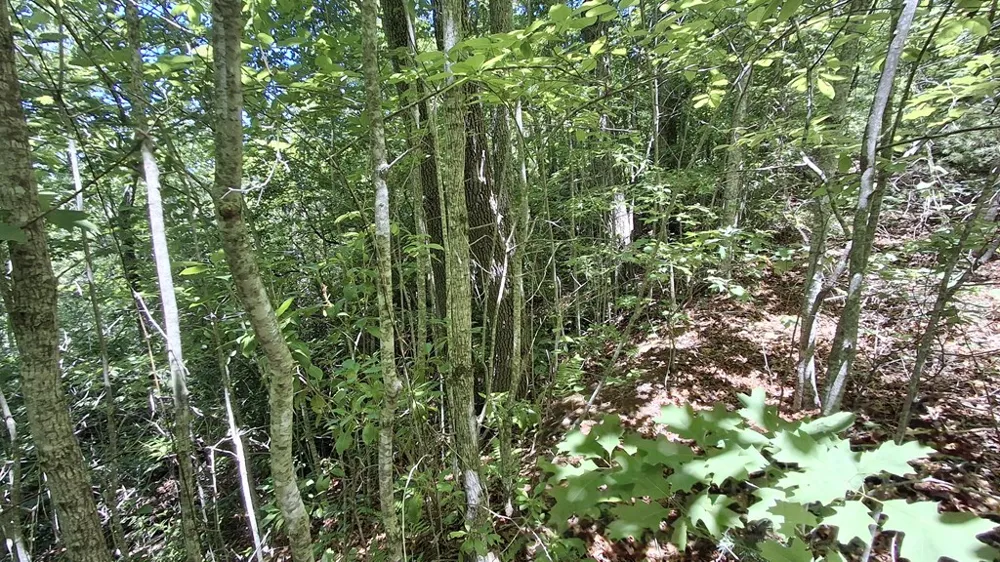 Kako Ridge Sylva, NC 28779