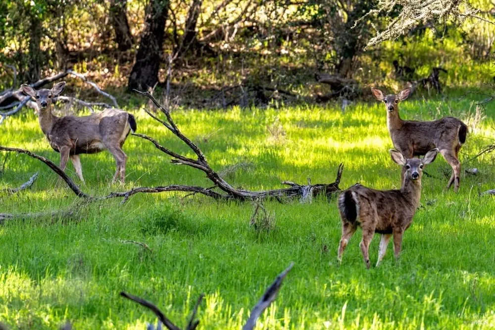 750 Conn Valley Road St. Helena, CA 94574