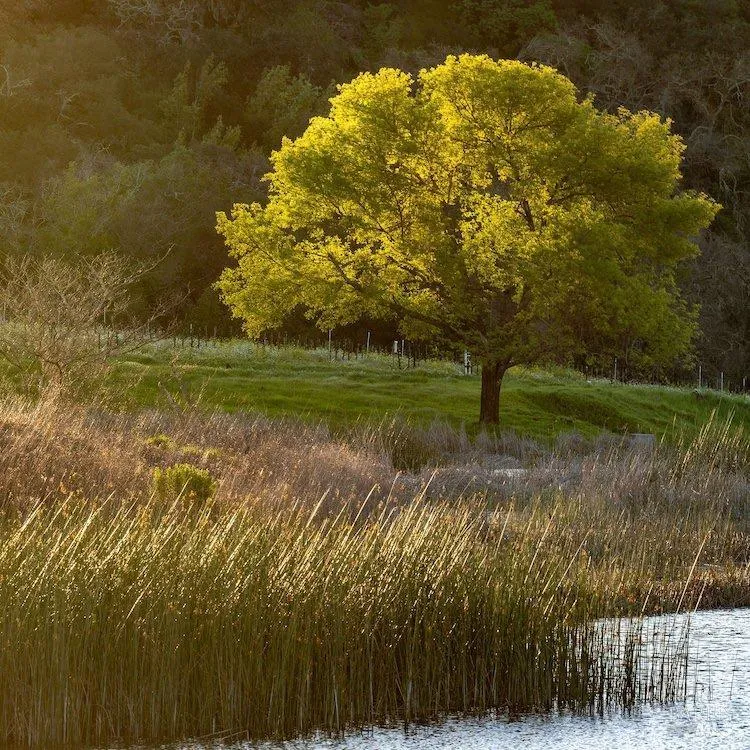 750 Conn Valley Road St. Helena, CA 94574