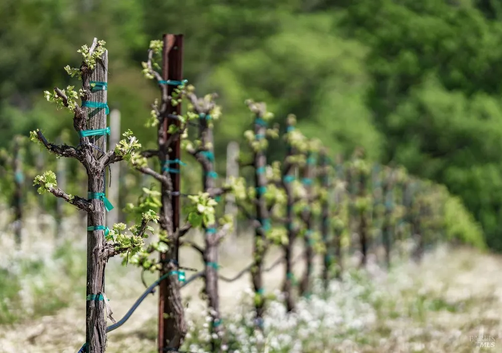 750 Conn Valley Road St. Helena, CA 94574