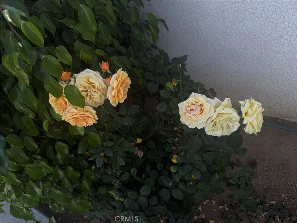 12780 Fremontia Grand Terrace, CA 92313