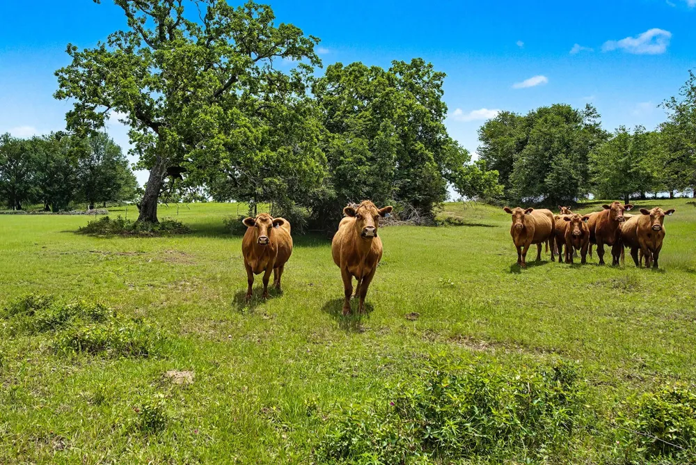 3457 County Road 364 Milano, TX 76556