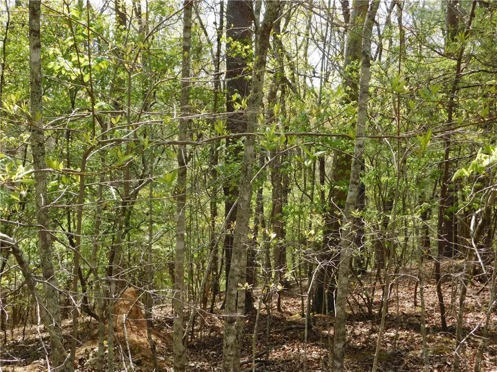 0 Dallas Lane Blue Ridge, GA 30513