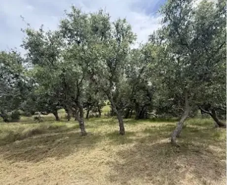4215 Sunset Cliff Road Burnet, TX 78611