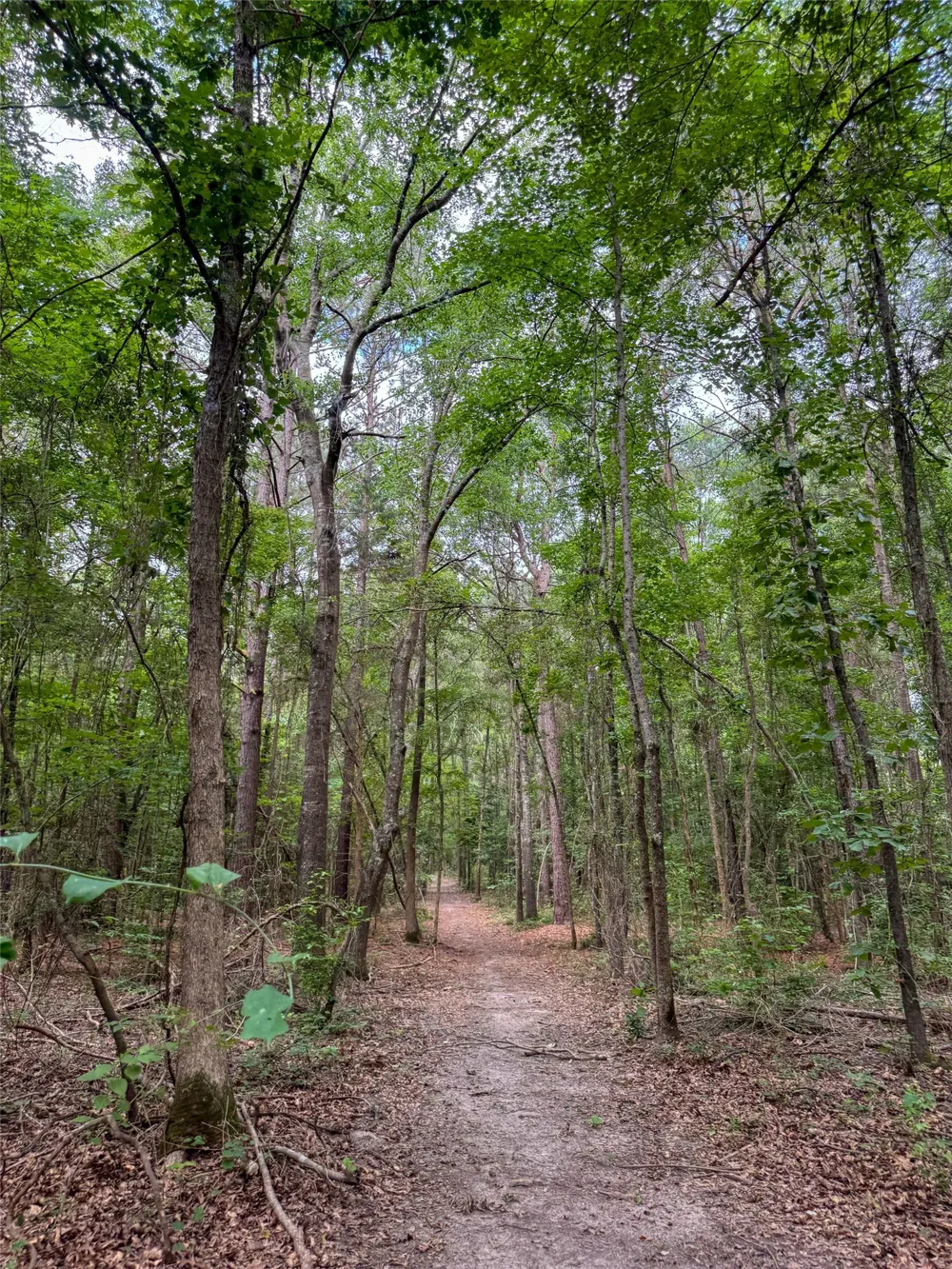 305 County Road 1145 Atlanta, TX 75551