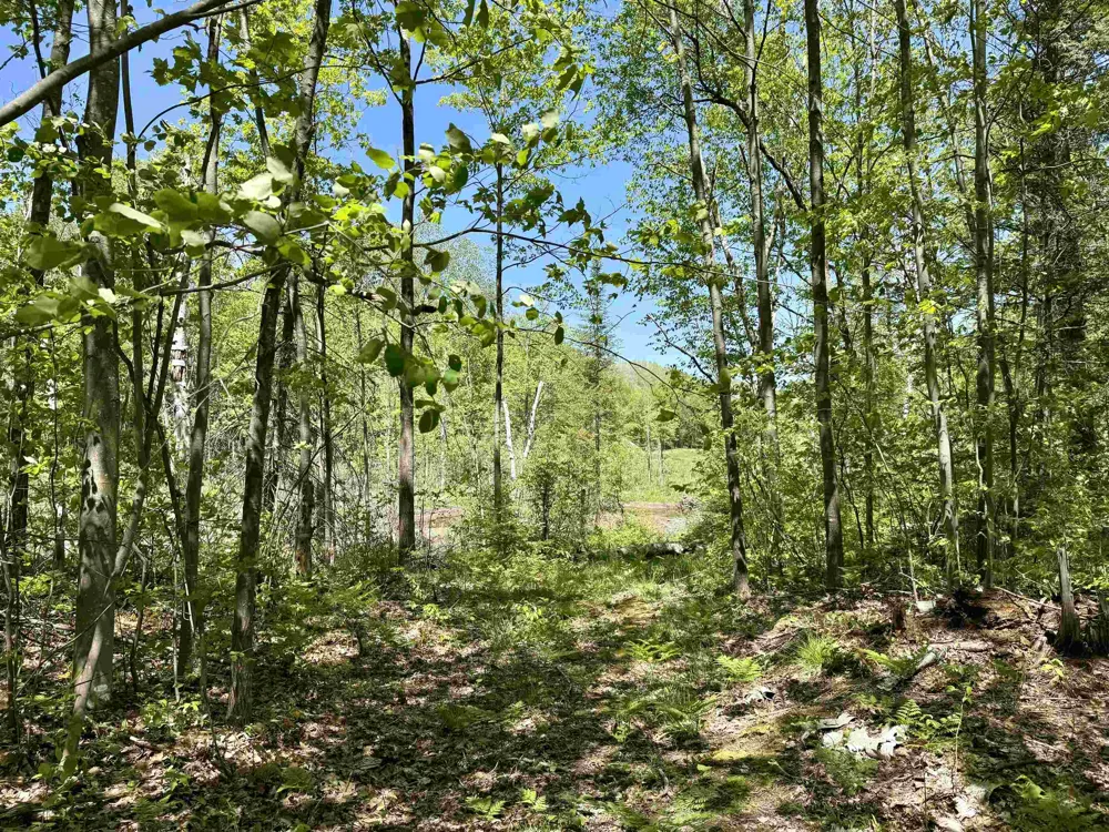Ora Lake Road Plainfield Township, MI 48739