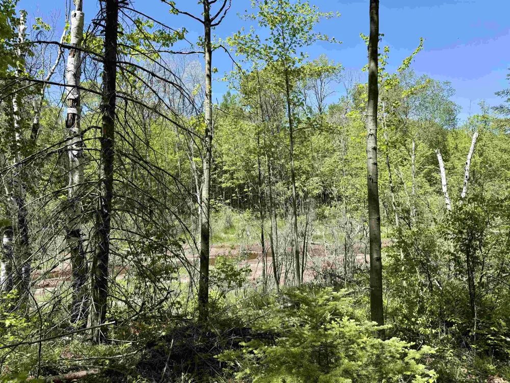 Ora Lake Road Plainfield Township, MI 48739
