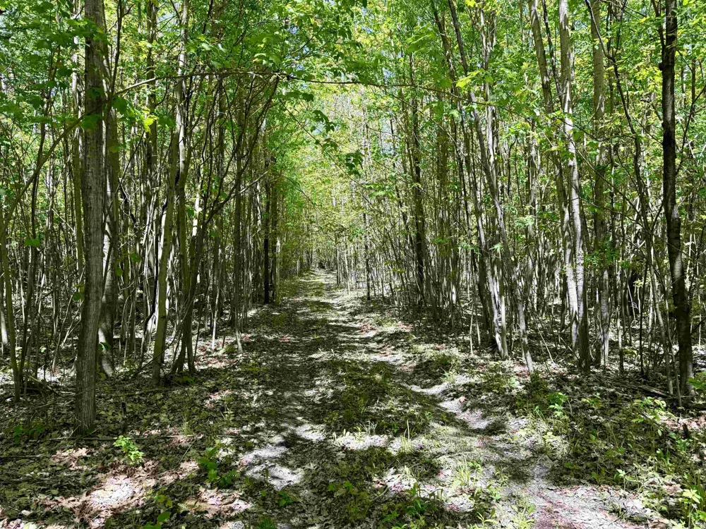 Ora Lake Road Plainfield Township, MI 48739