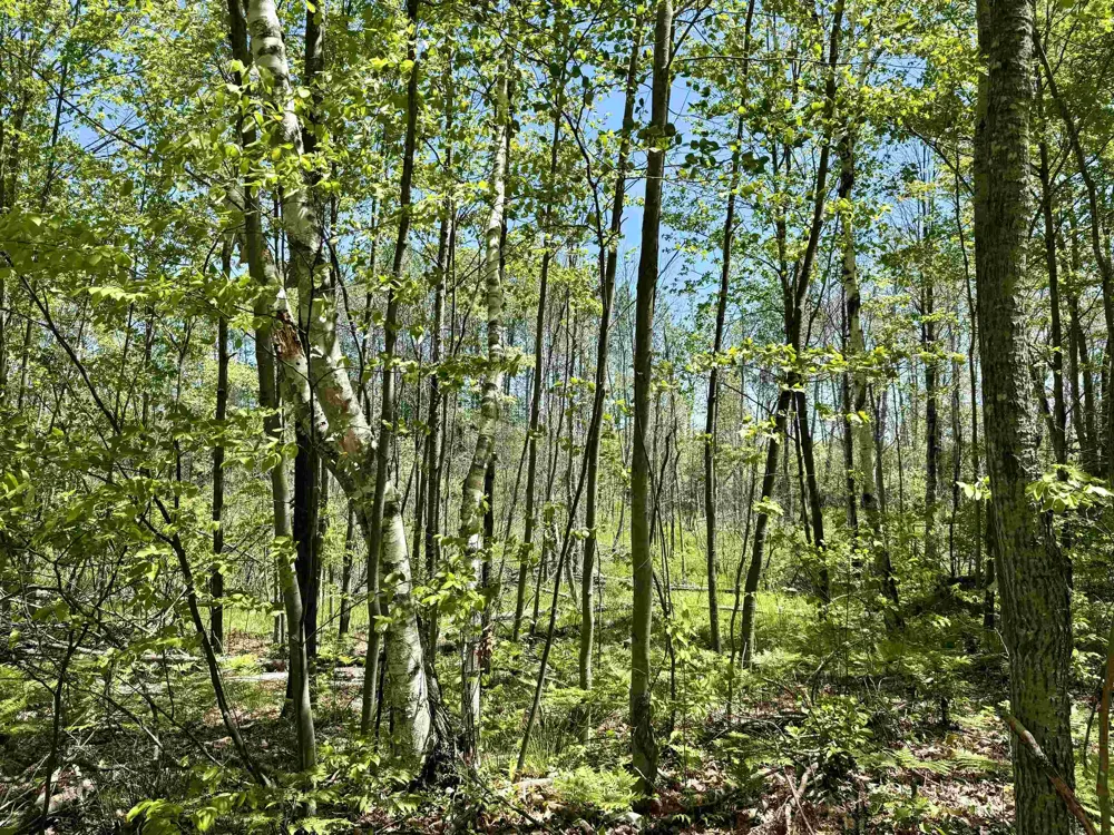 Ora Lake Road Plainfield Township, MI 48739