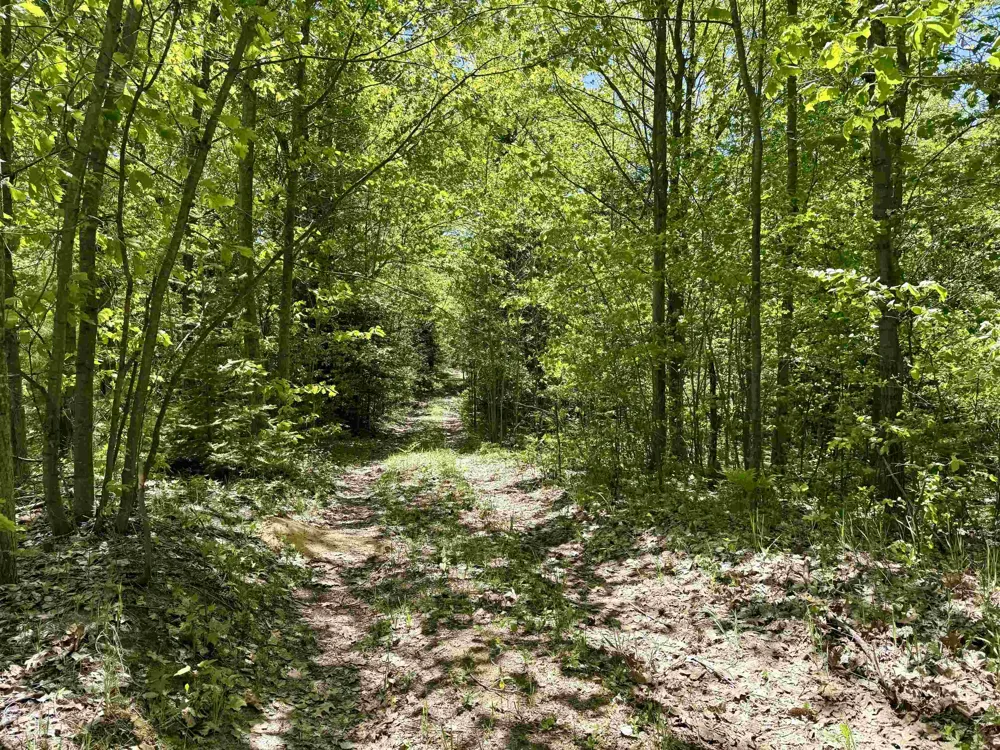 Ora Lake Road Plainfield Township, MI 48739