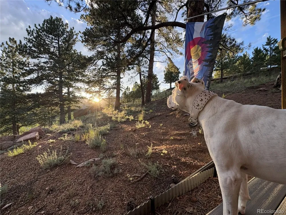 226 Hall Road Bailey, CO 80421