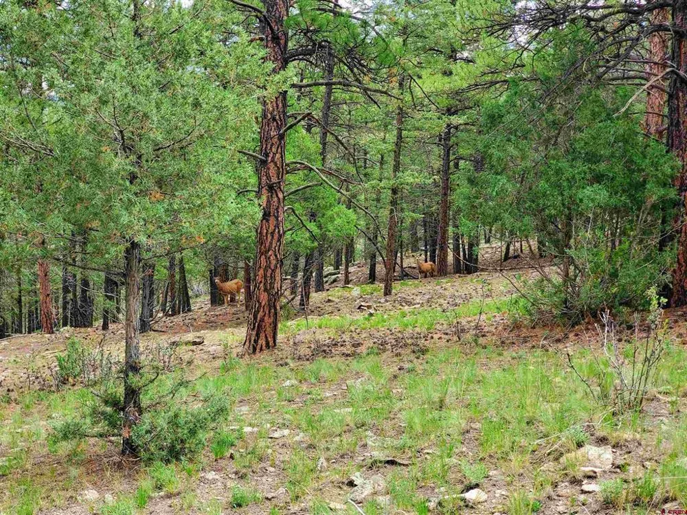 253 Aspen Circle South Fork, CO 81154