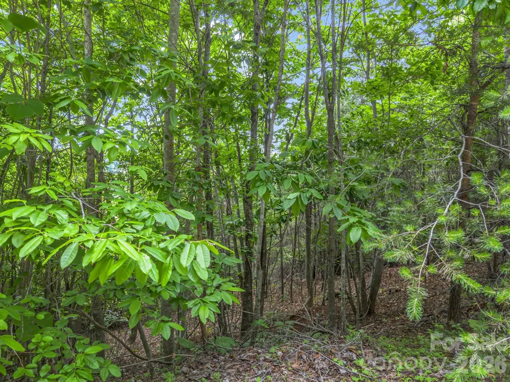 0 Sandpiper Avenue Lake Lure, NC 28746