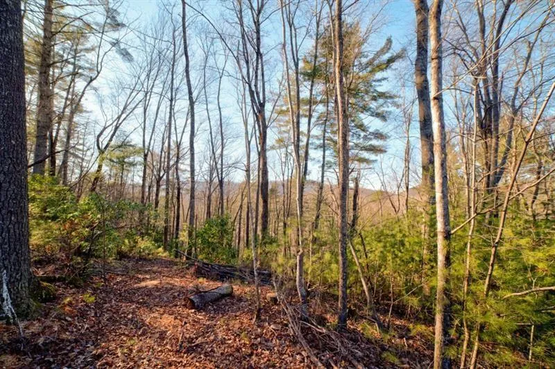 138 Lucius Lane Cherry Log, GA 30522