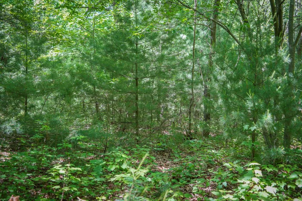 14308 Church Road Winfield Township, MI 49329