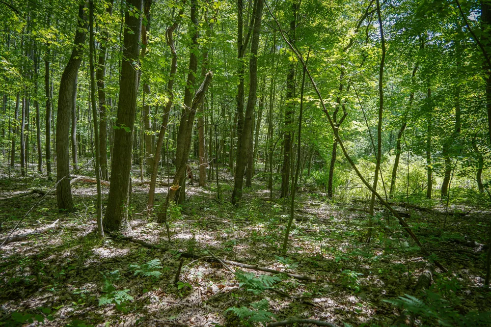14308 Church Road Winfield Township, MI 49329