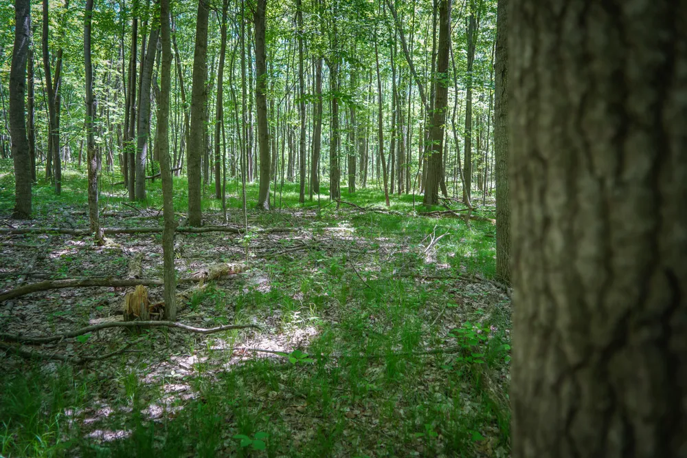 14308 Church Road Winfield Township, MI 49329