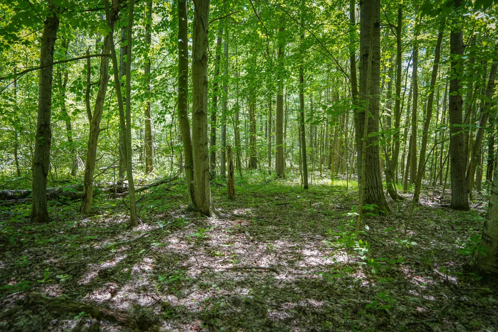 14308 Church Road Winfield Township, MI 49329