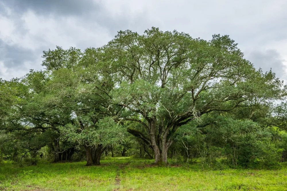 208 Cr 208 Danbury, TX 77534