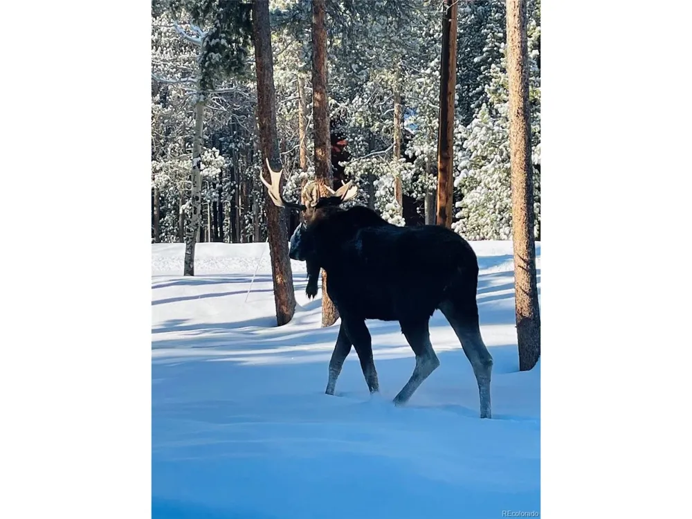 9128 Krashin Drive Conifer, CO 80433