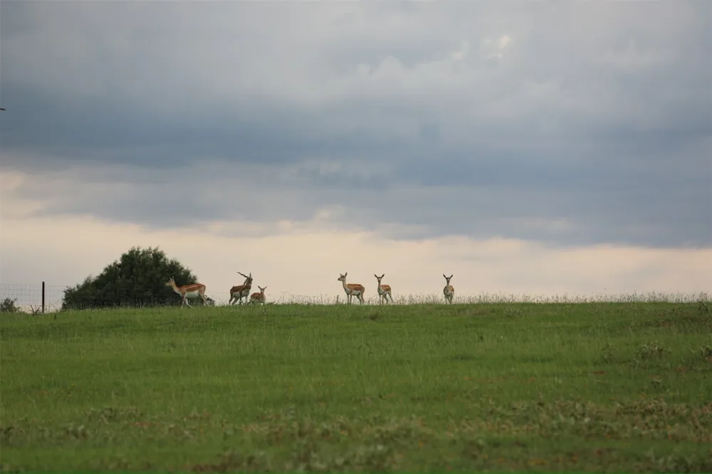 132 County Road 267 Cameron, TX 76520