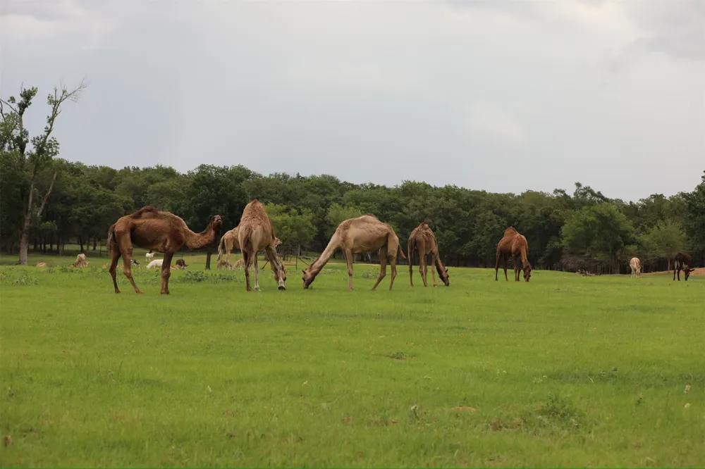 132 County Road 267 Cameron, TX 76520