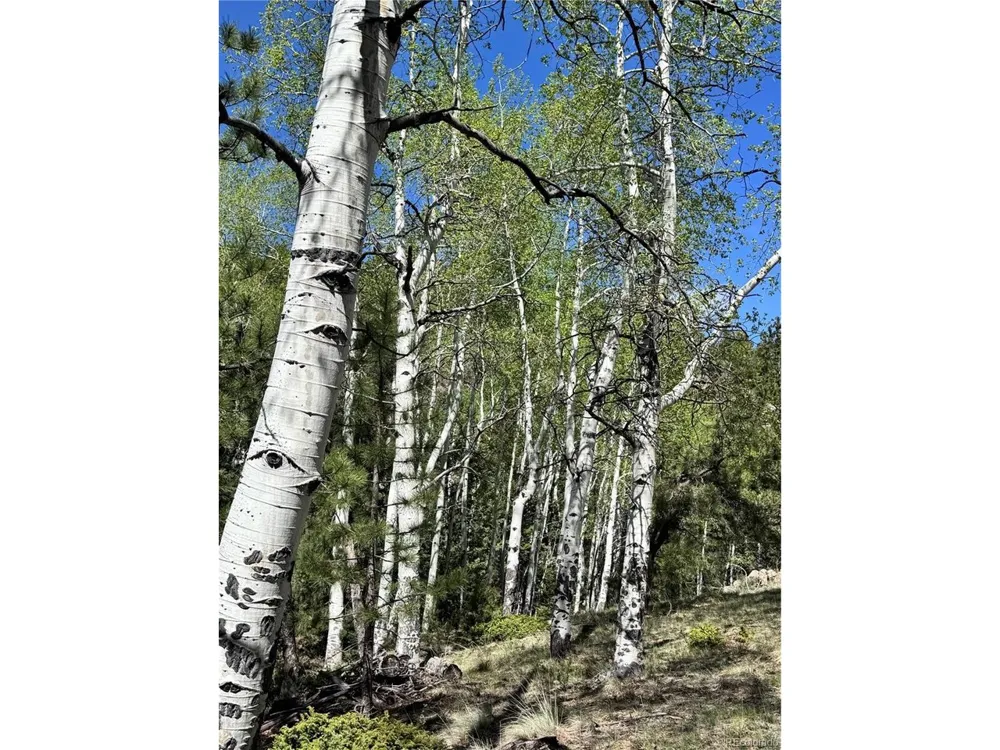 Dilley Road Westcliffe, CO 81252