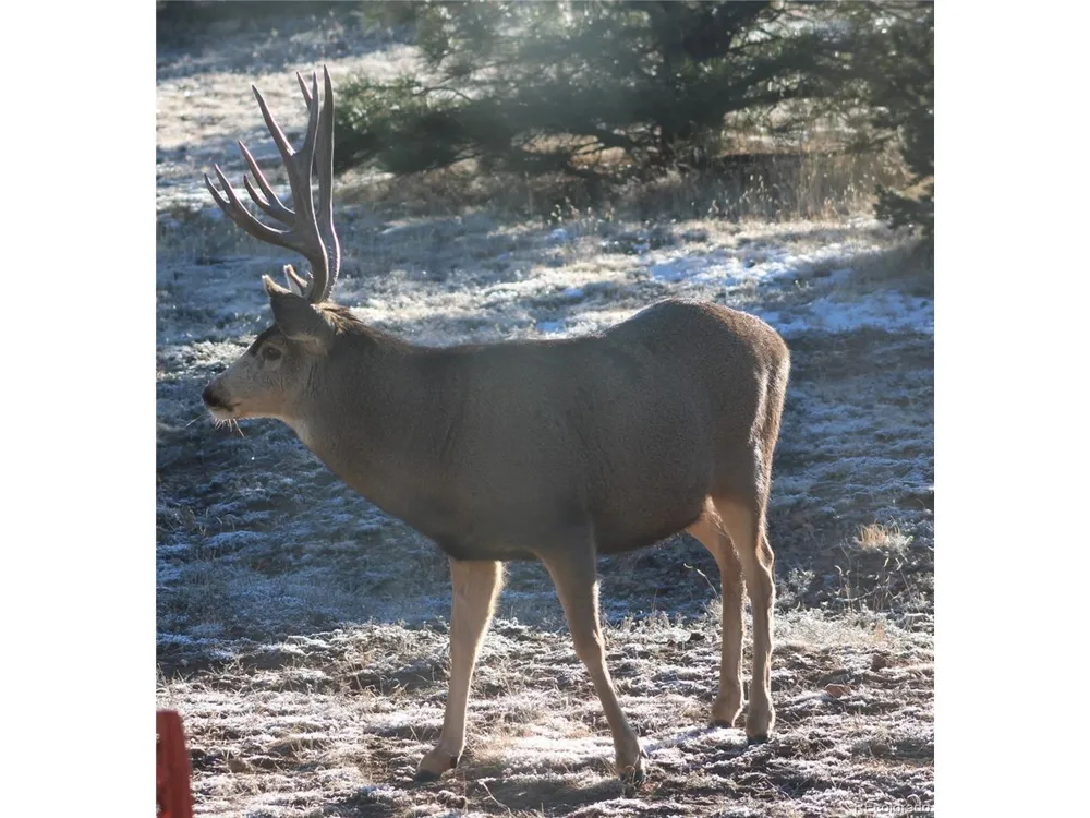 63 Kiowa Road Westcliffe, CO 81252