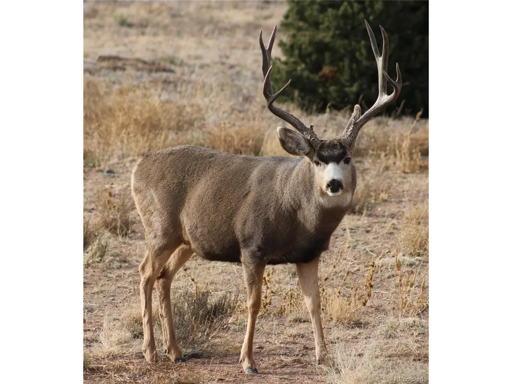 63 Kiowa Road Westcliffe, CO 81252