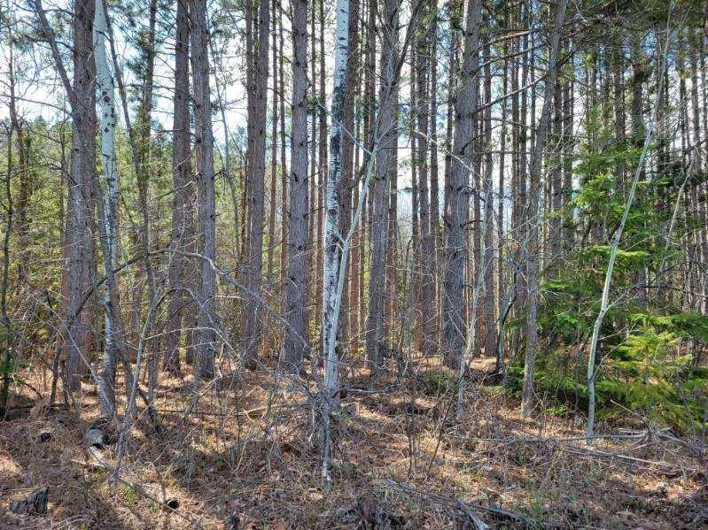 TBD 695th Avenue Roosevelt, MN 56673