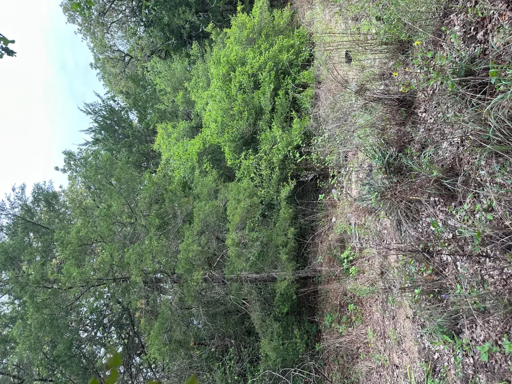 58 Pecan Drive Caldwell, TX 77836