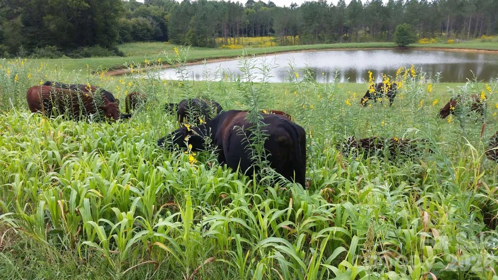3175 Trotter Road Asheboro, NC 27205