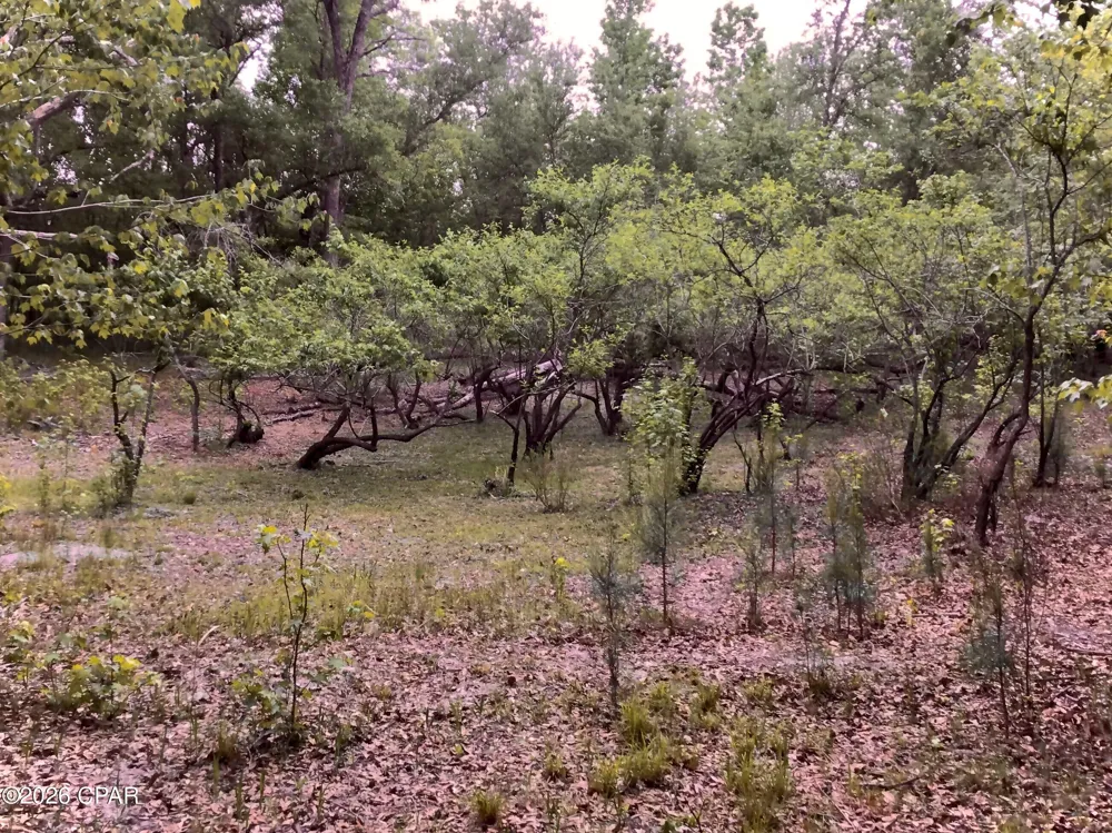 Little Zion Road Sneads, FL 32460