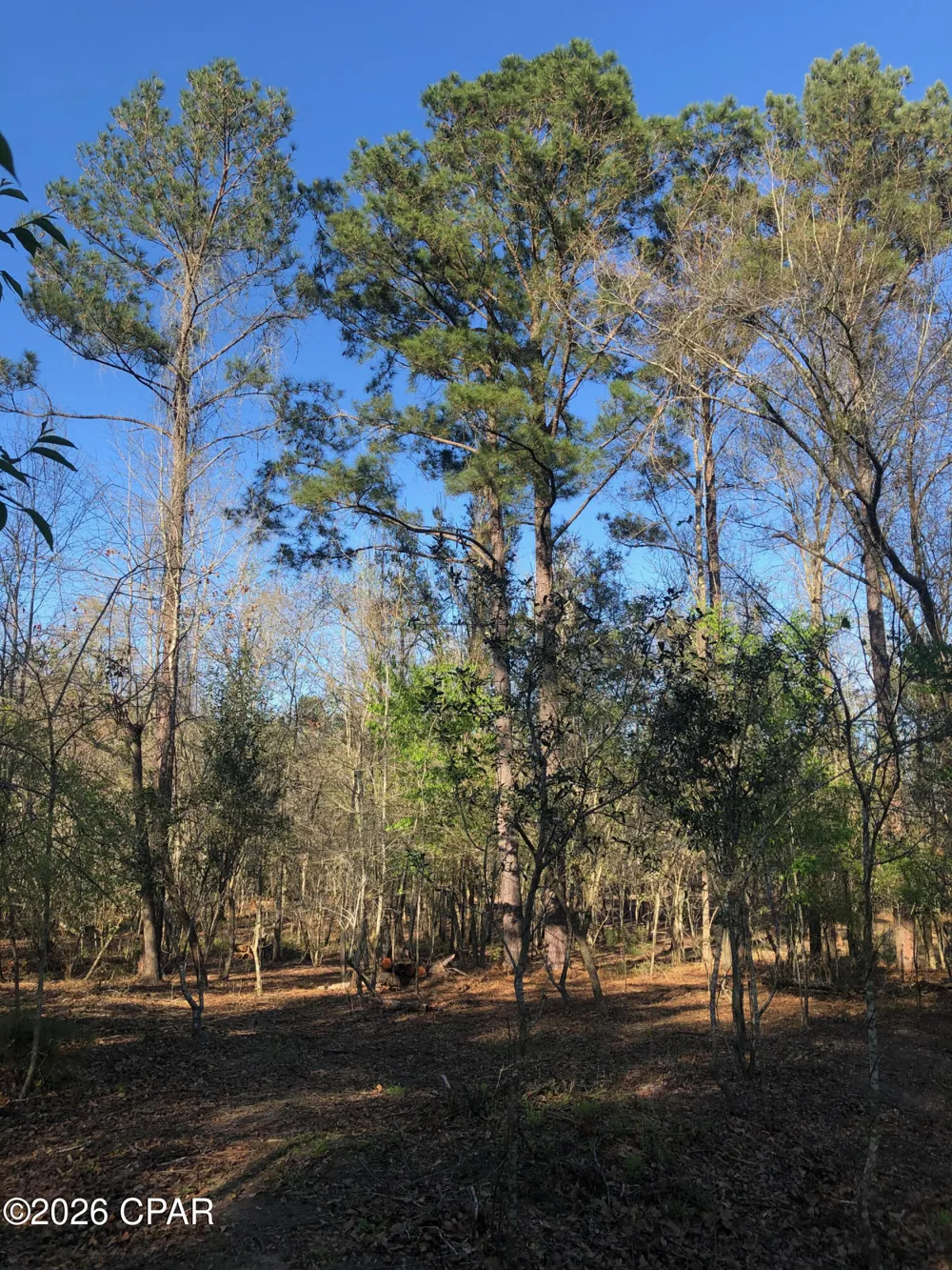 Little Zion Road Sneads, FL 32460
