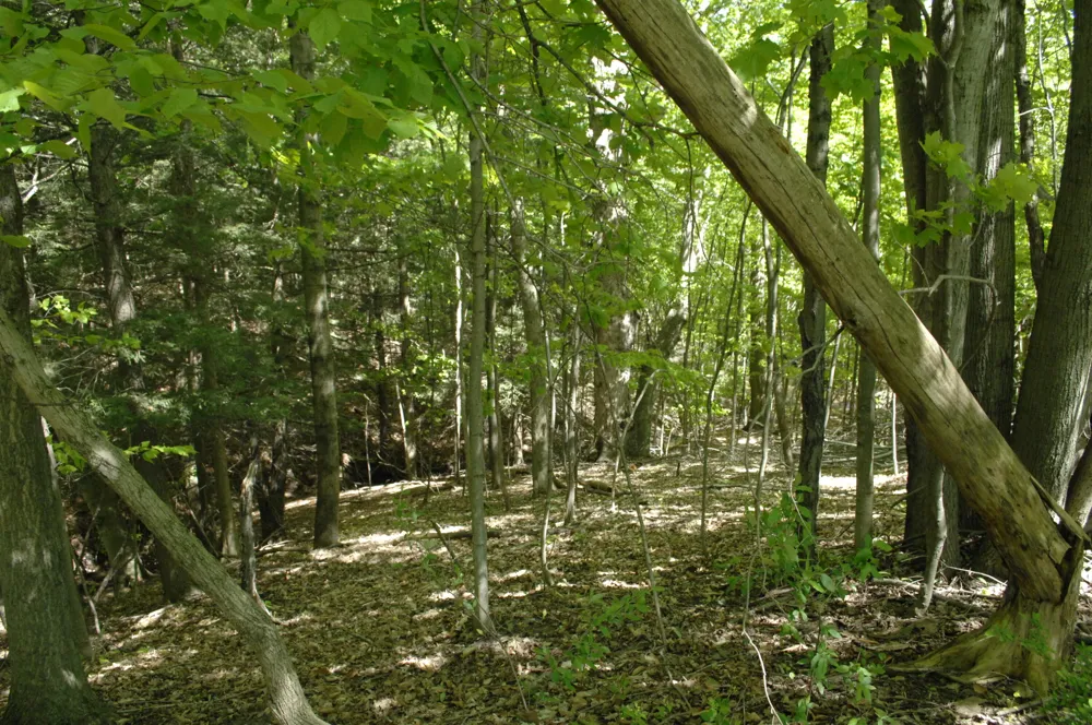 W Marshville Dam Road Shelby, MI 49455