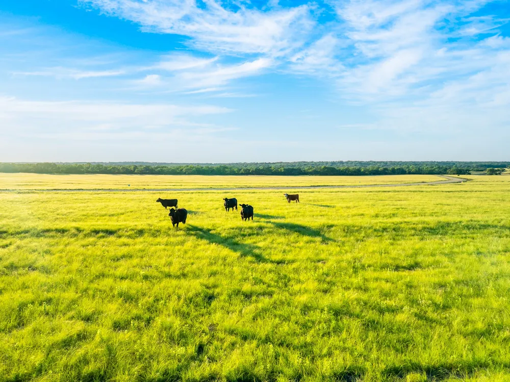 Feild Ranch Road Burnet, TX 78611