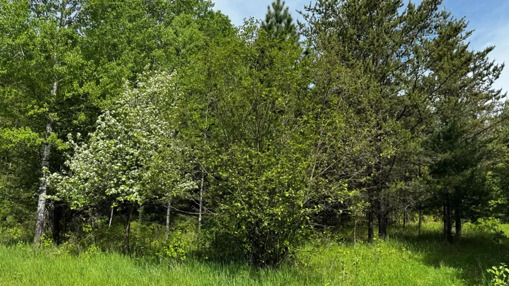 TBD-B HWY 169 Virginia, MN 55792