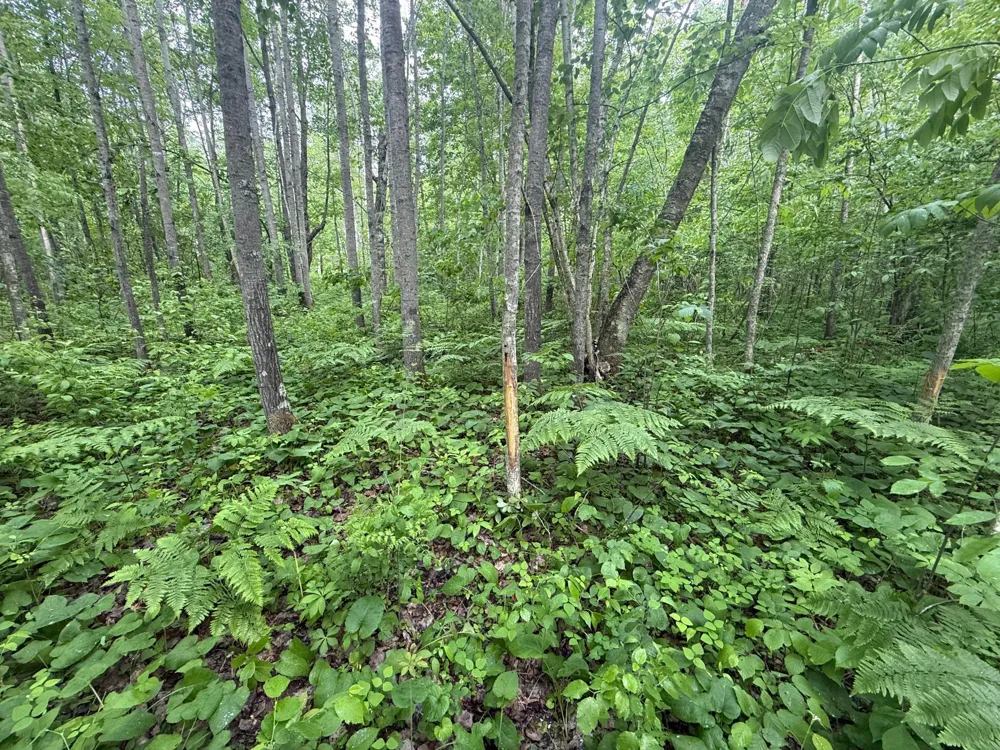 10551 Mallard Road Brook Park, MN 55007